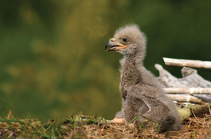 Cute Baby Eagles (25 pics)