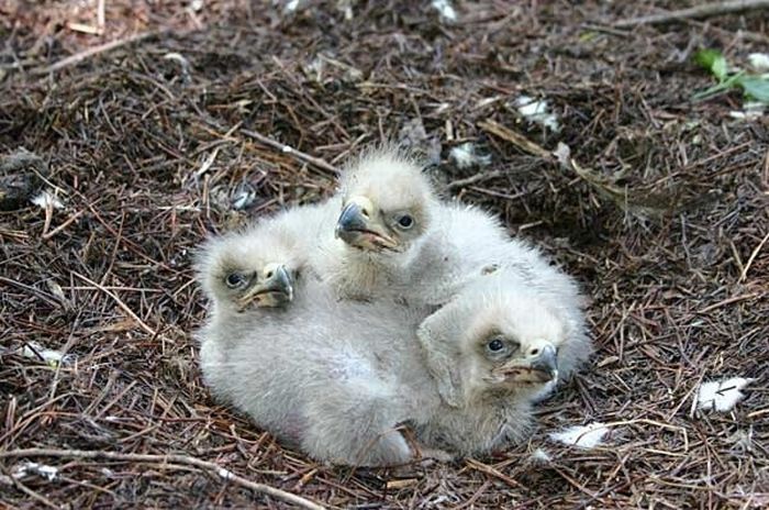 Cute Baby Eagles (25 pics)