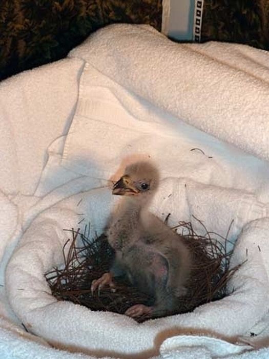 Cute Baby Eagles (25 pics)