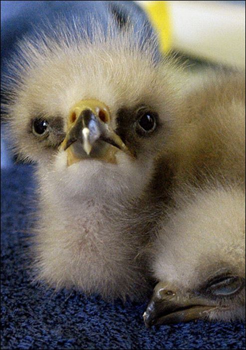 Cute Baby Eagles (25 pics)