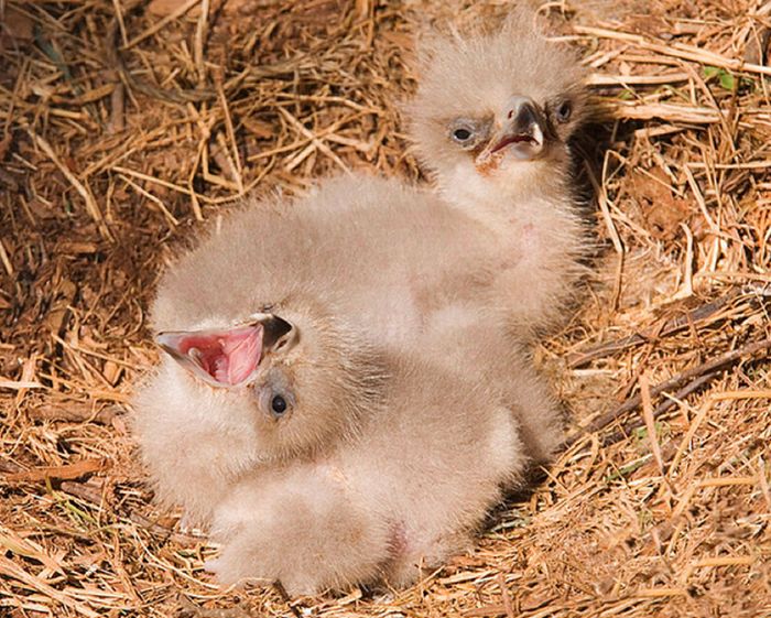 Cute Baby Eagles (25 pics)