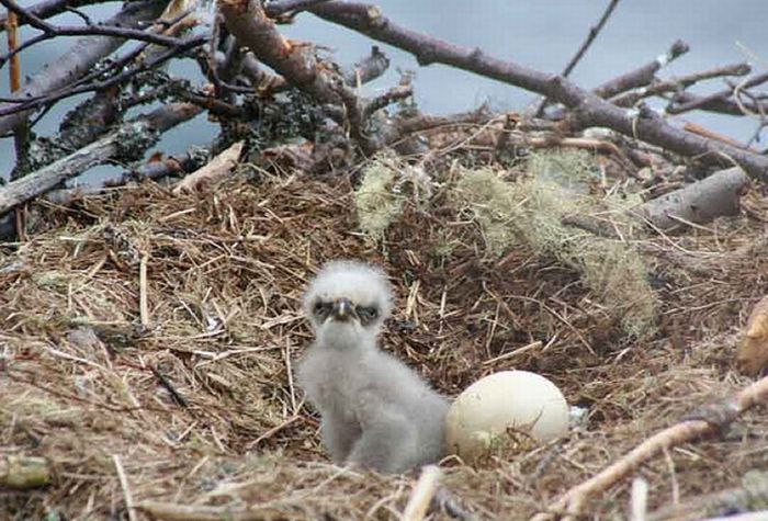 Cute Baby Eagles (25 pics)