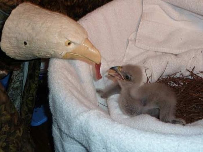 Cute Baby Eagles (25 pics)