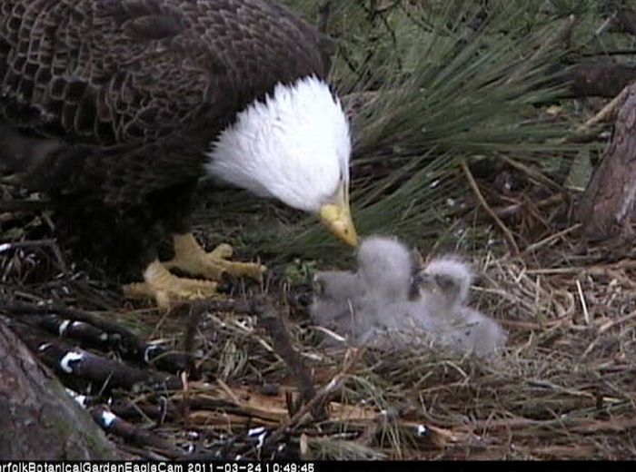 Cute Baby Eagles (25 pics)