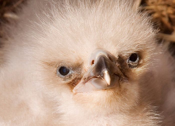 Cute Baby Eagles (25 pics)