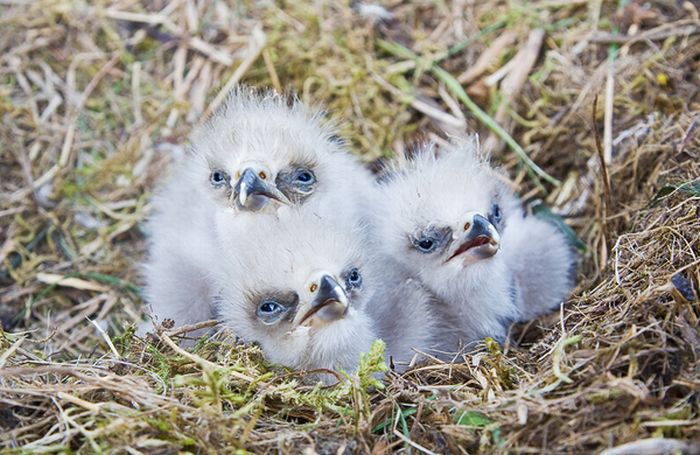 Cute Baby Eagles (25 pics)