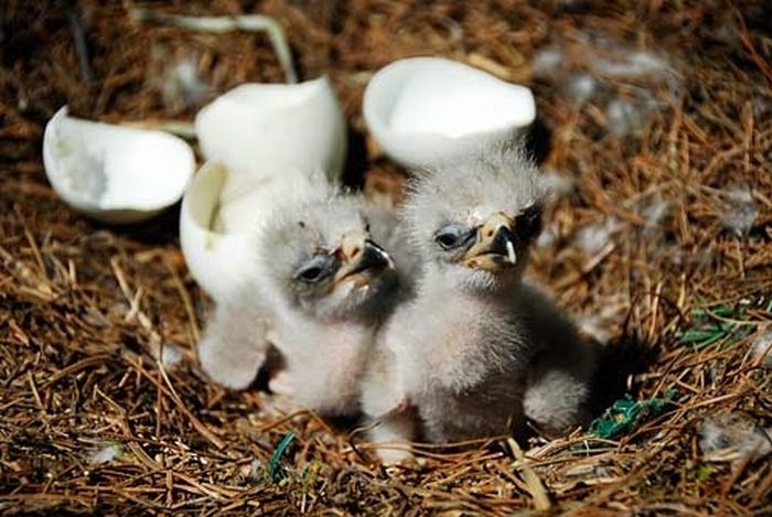 Cute Baby Eagles (25 pics)