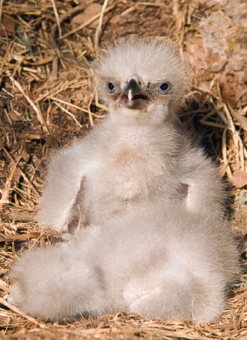 Cute Baby Eagles (25 pics)