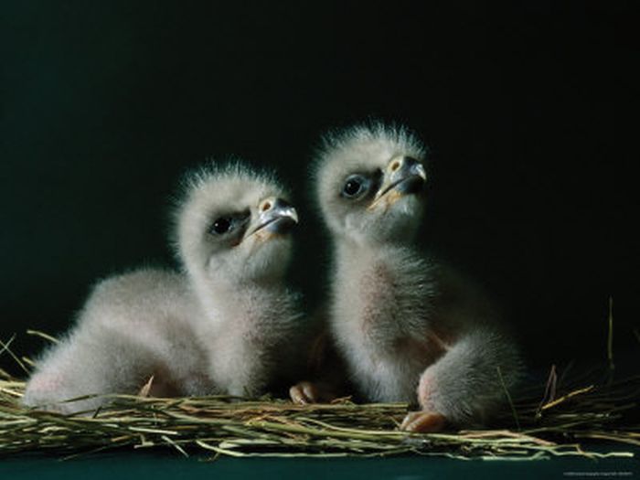 Cute Baby Eagles (25 pics)