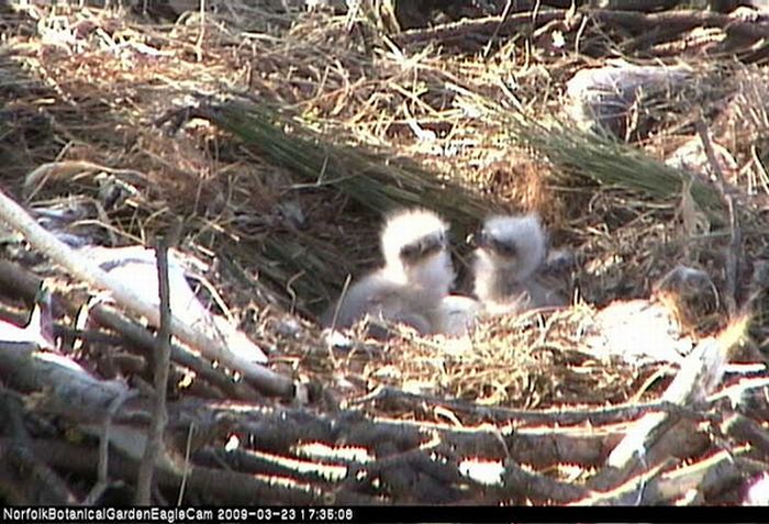 Cute Baby Eagles (25 pics)