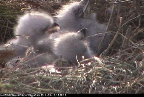 Cute Baby Eagles (25 pics)