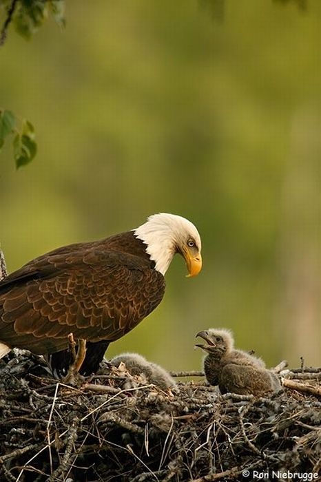 Cute Baby Eagles (25 pics)