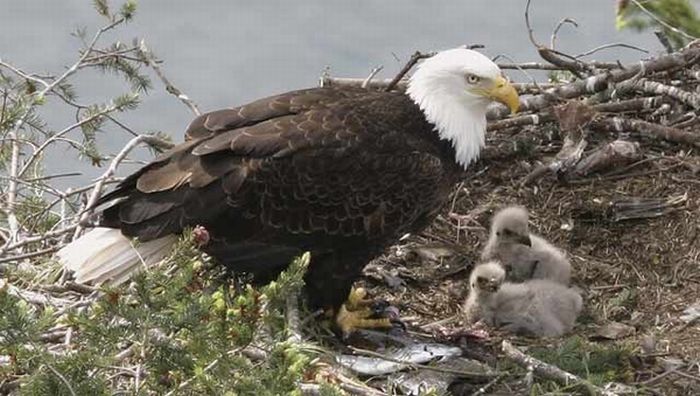 Cute Baby Eagles (25 pics)