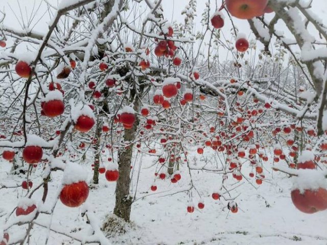 Amazing Ice And Snow Pictures (50 pics)