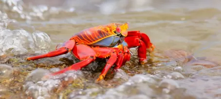 sally lightfoot crab