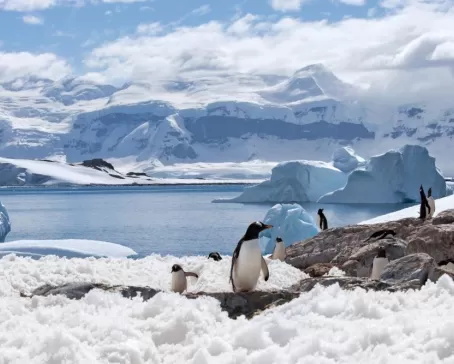 Penguin and landscape