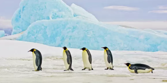 Penguins in the Antarctic landscape