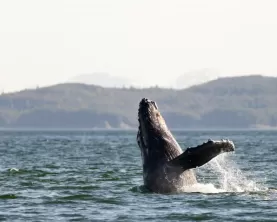 Whale watching in Alaska