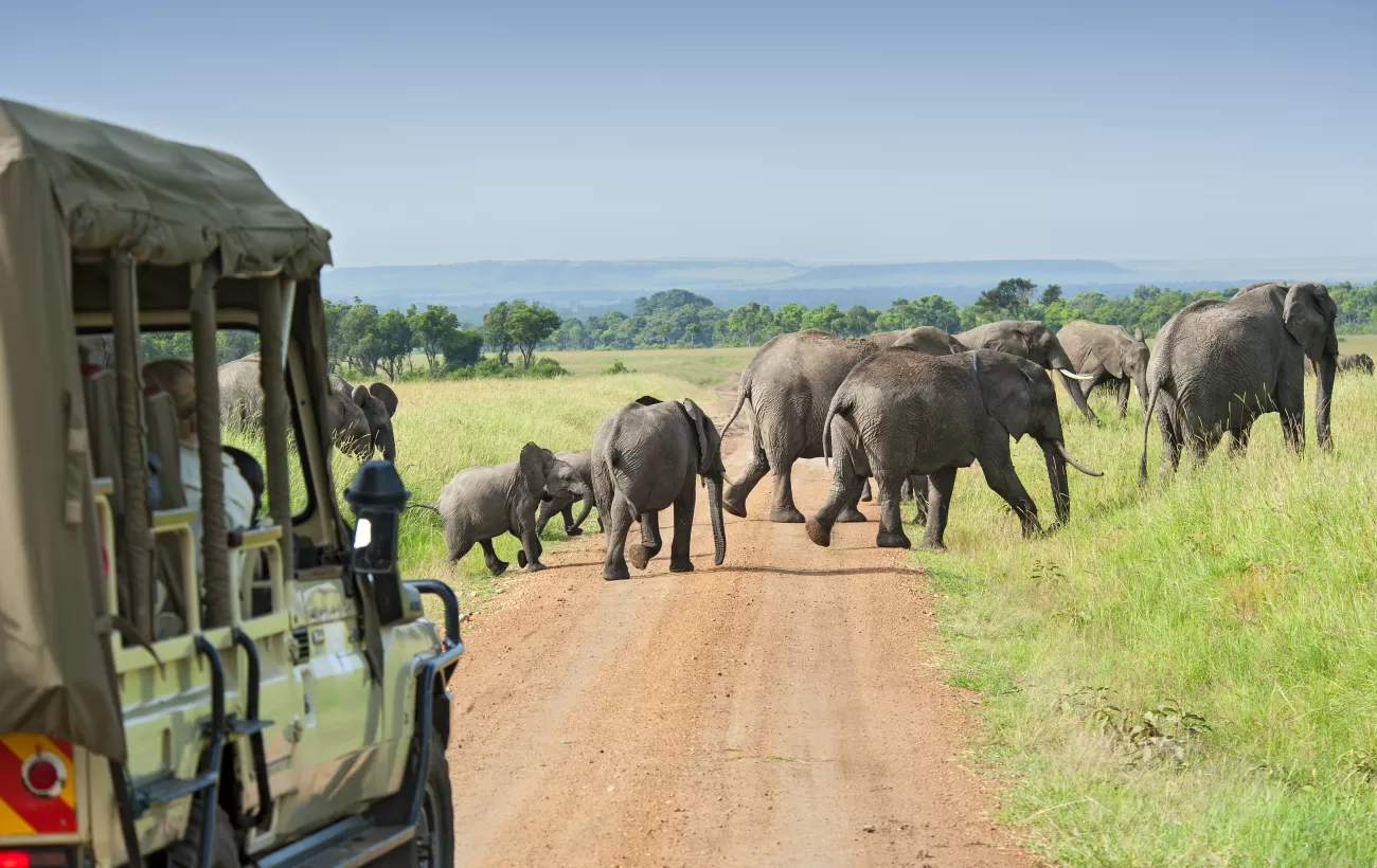 Wildlife on an Africa safari