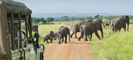 Wildlife on an Africa safari