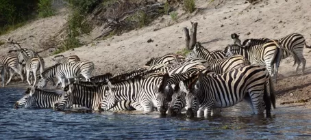 Zebra at Makgadikgadi Pans National Park