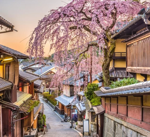 Cherry blossoms in historic Kyoto