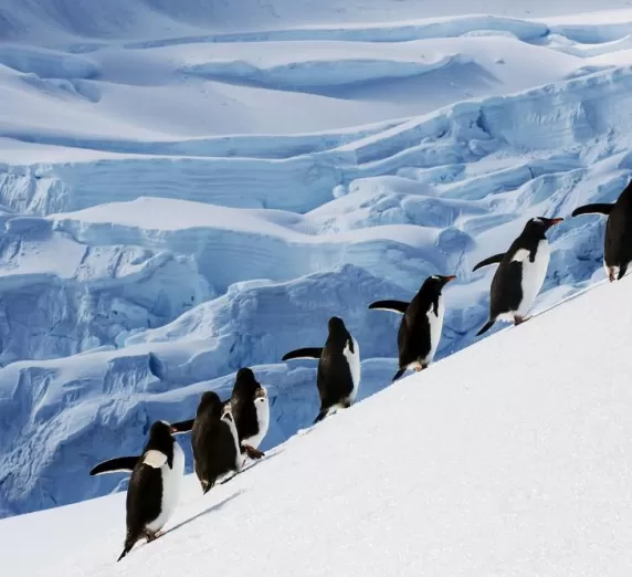 Penguins navigating the icy slopes