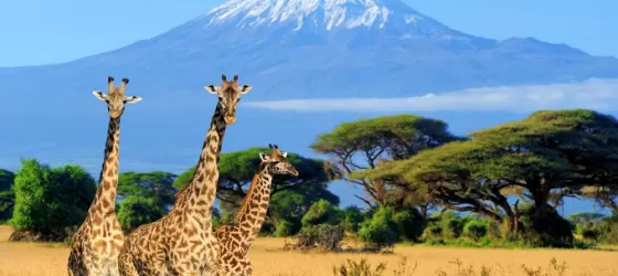 Giraffes on the savanna surrounding Mt. Kilimanjaro