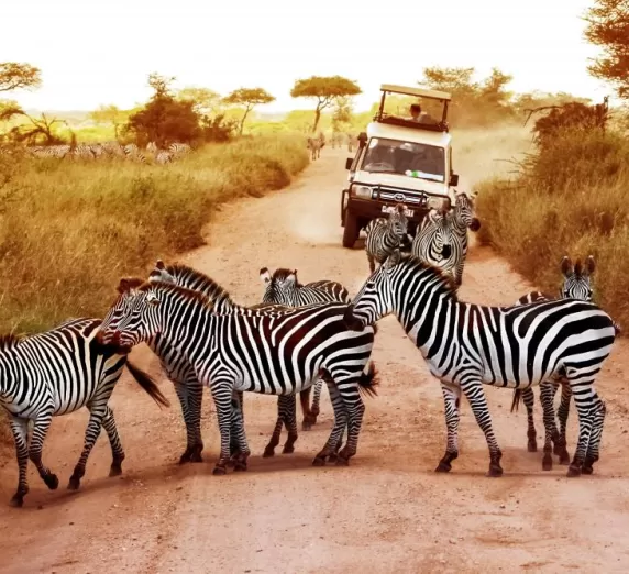 Look for zebras on a game drive