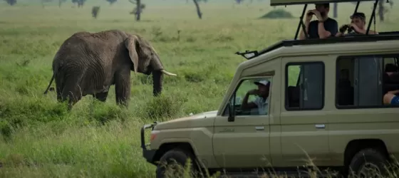 Look for elephants on a game drive