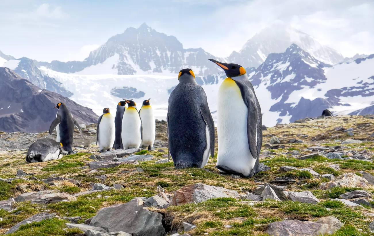 King penguins on South Georgia