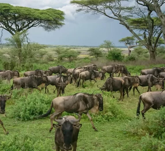 Witness incredible wildlife migrations