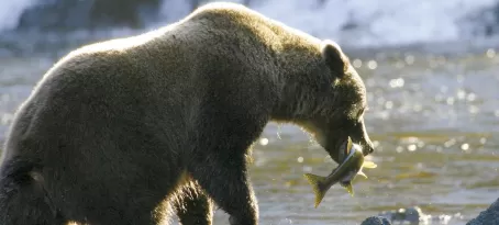 A bear catching lunch