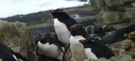 Rockhopper penguins resting in New Island, Falkland Islands