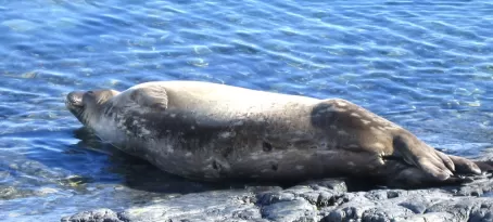 Watching seal during Antarctic trip