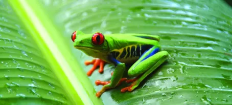 Tree frog spotted in the Amazon