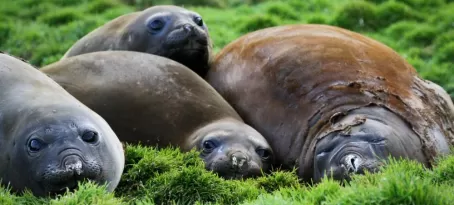 Elephant Seals in Grytviken