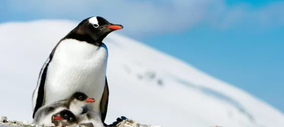 A mother gentoo penguin and her chick