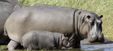 Hippos in Zambia