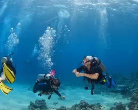 Scuba diving in the reefs