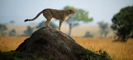 A cheetah scouts for prey