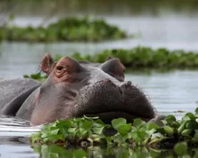 A Hippopotamus glides through the swampy waters.