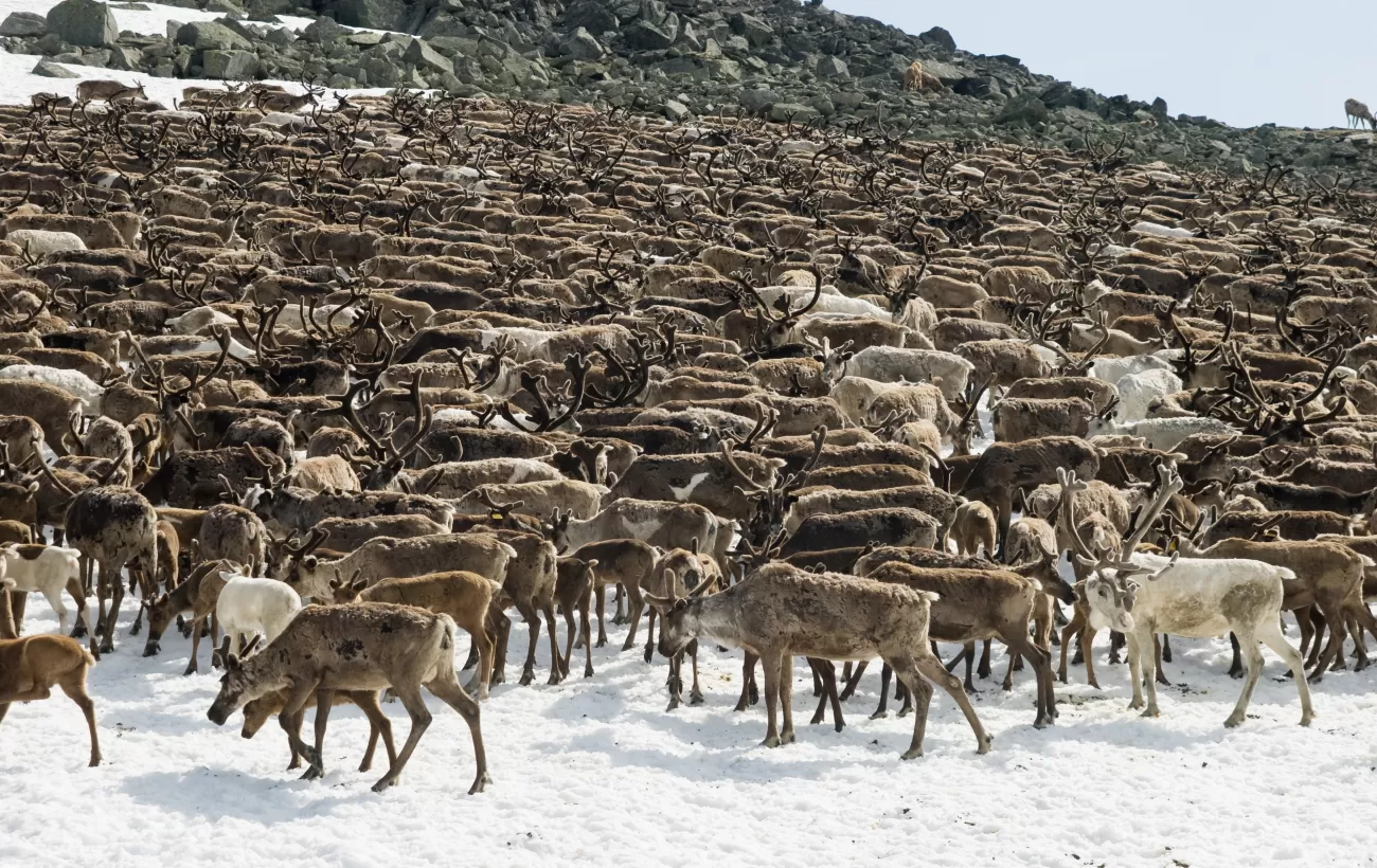 Herd of Arctic reindeer