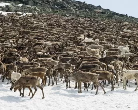 Herd of Arctic reindeer