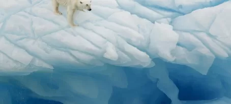 Polar bear balances on the ice in the Arctic