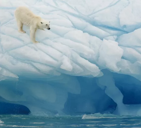 Polar bear balances on the ice in the Arctic