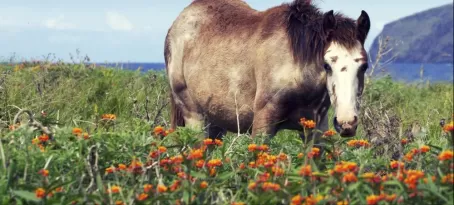 Wild horse of Easter Island