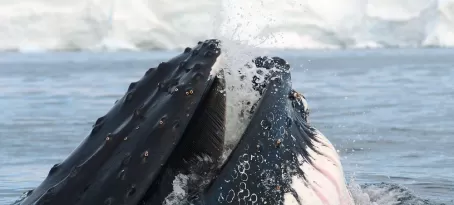 A humpback whale feeds on krill in Antarctic waters 