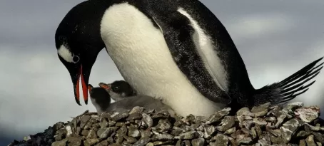 A mother penguin comforts her chicks