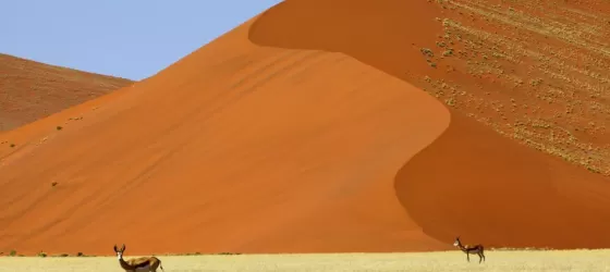 Springbok at red sand dunes in Namibia